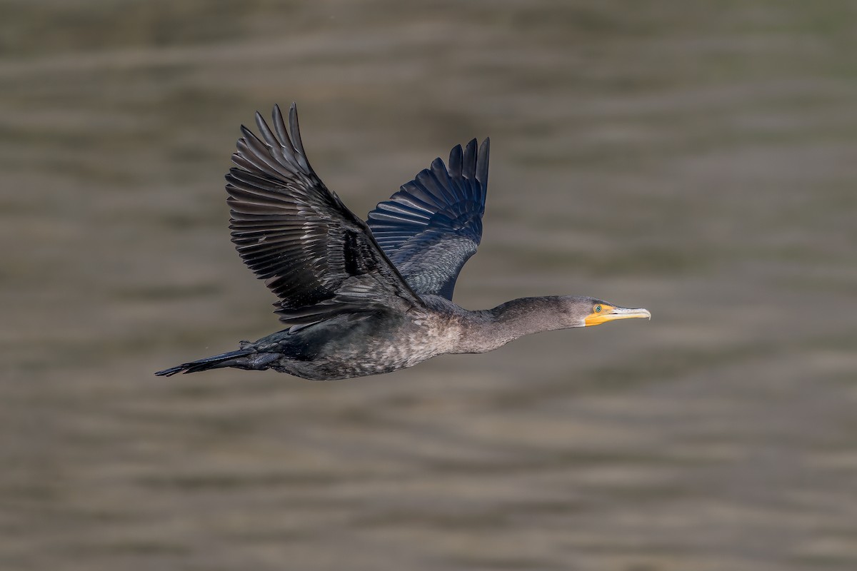 Double-crested Cormorant - ML611386567