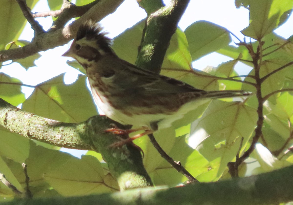 Rustic Bunting - Paul Aston