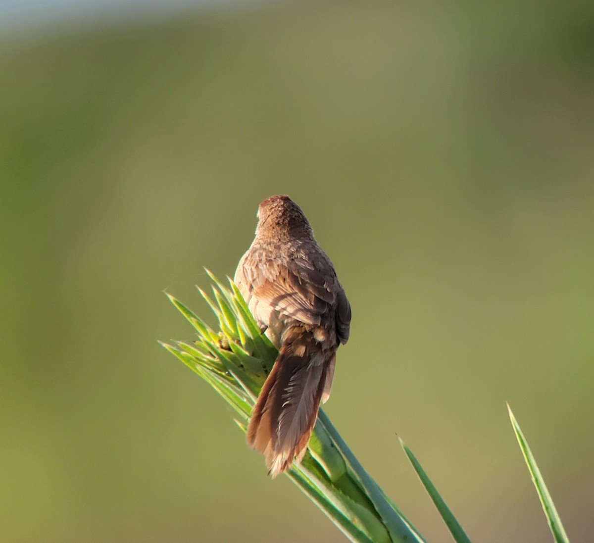 Freckle-breasted Thornbird - ML611386732