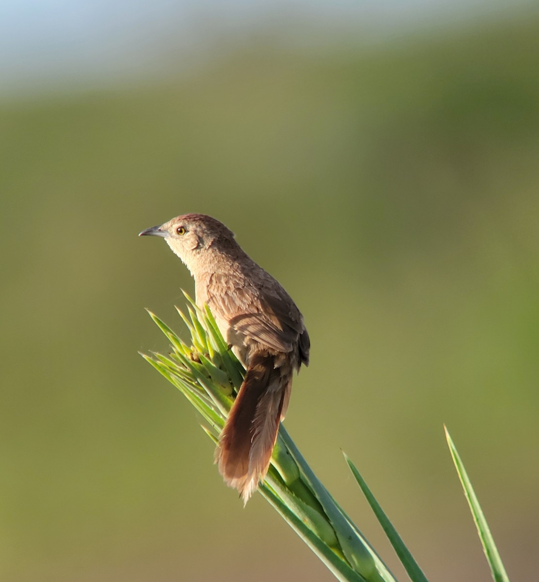 Freckle-breasted Thornbird - ML611386733