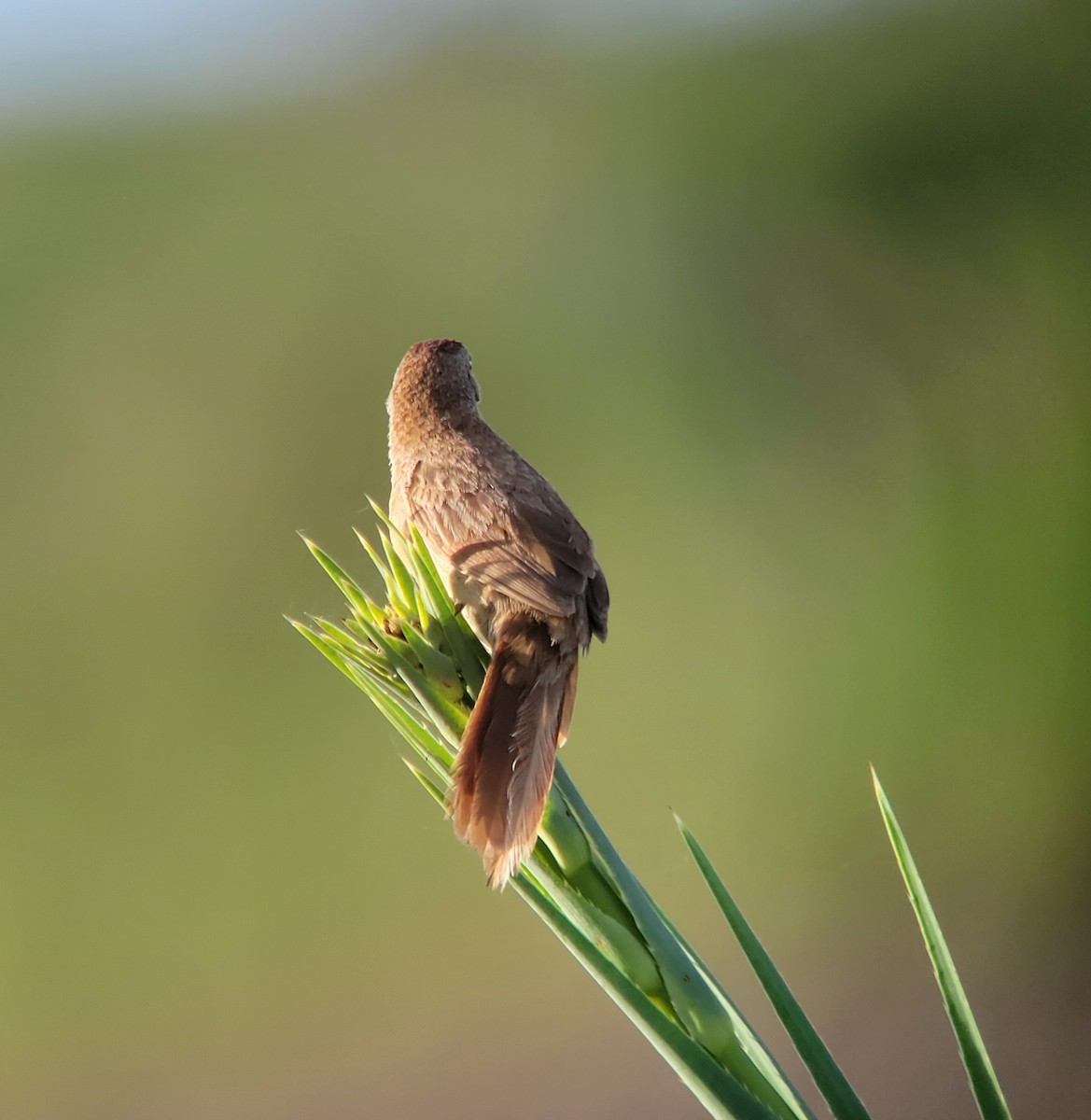 Freckle-breasted Thornbird - ML611386734