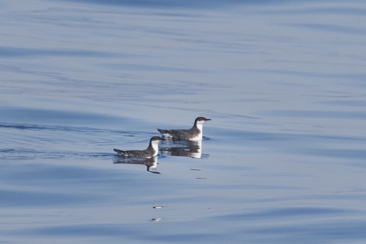 Craveri's Murrelet - ML611386735