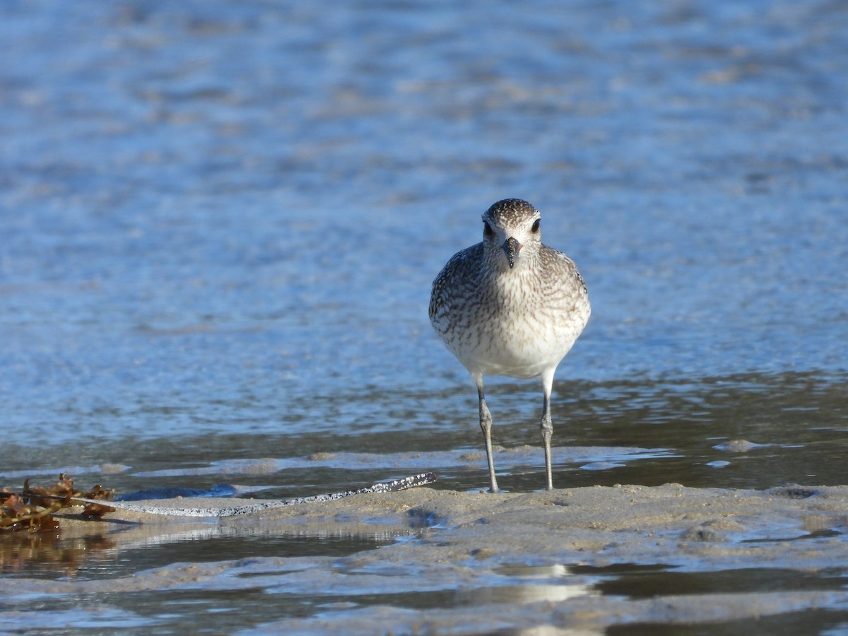 Black-bellied Plover - Chris & Derek