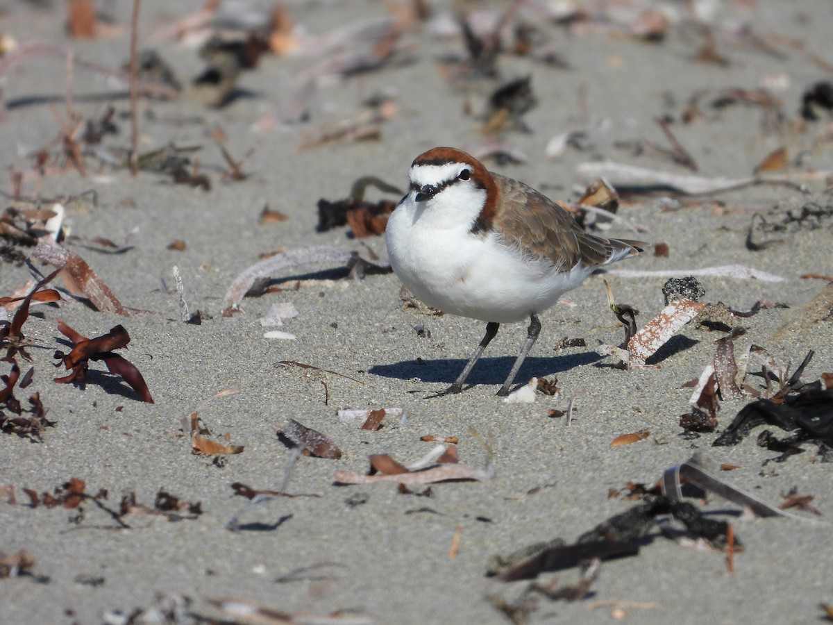 Red-capped Plover - Chris & Derek