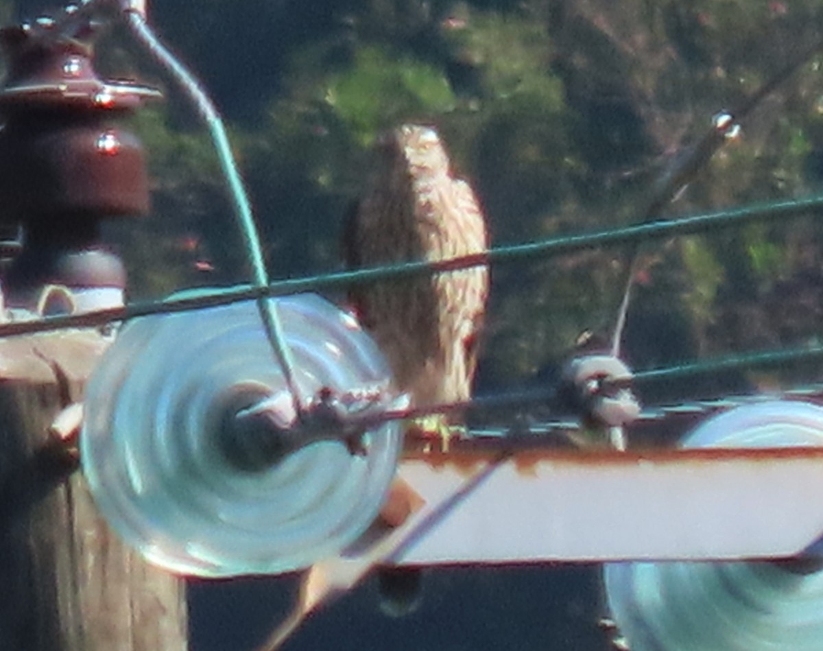 Eurasian Goshawk - Paul Aston