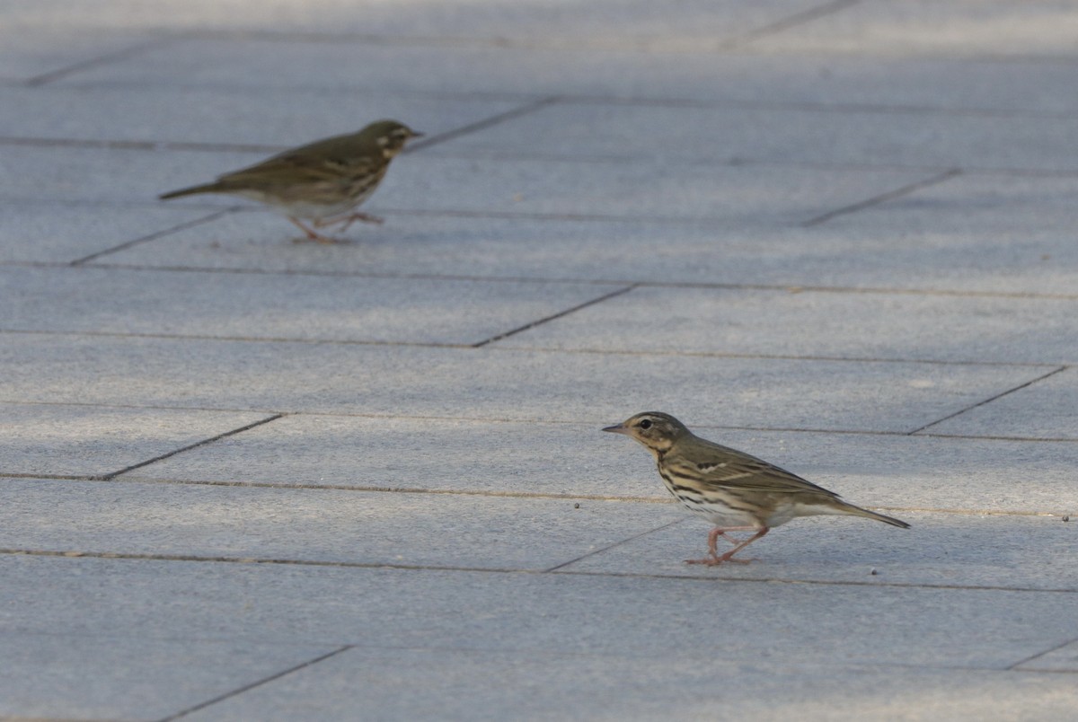 Pipit à dos olive - ML611386788