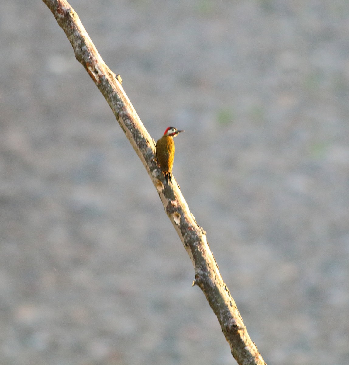 Spot-breasted Woodpecker - Gál Szabolcs