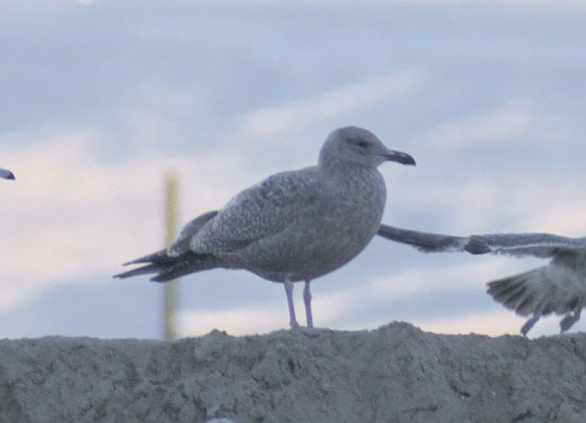 Iceland Gull (Thayer's) - Carter Strope