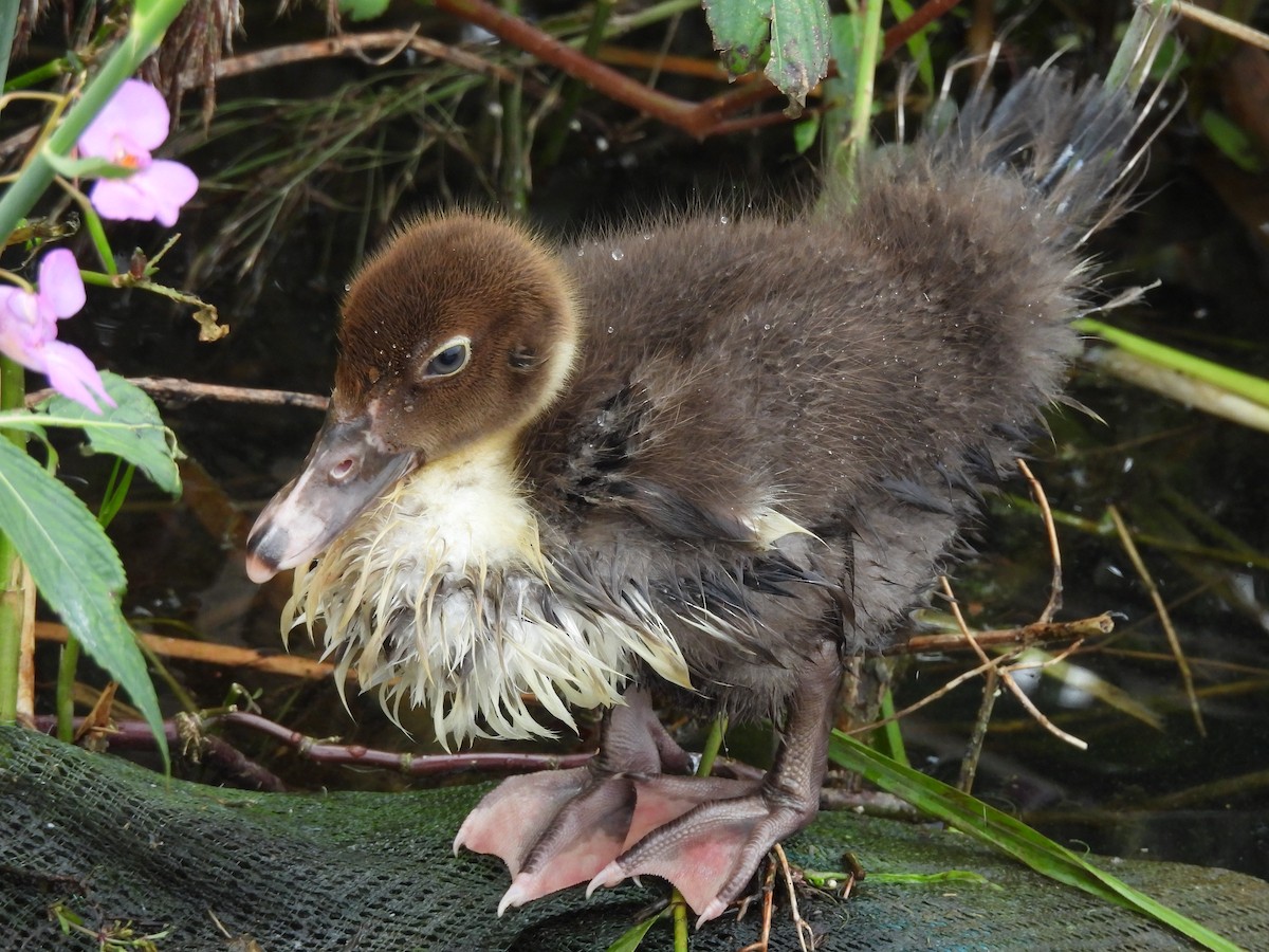 Ferruginous Duck - ML611386846