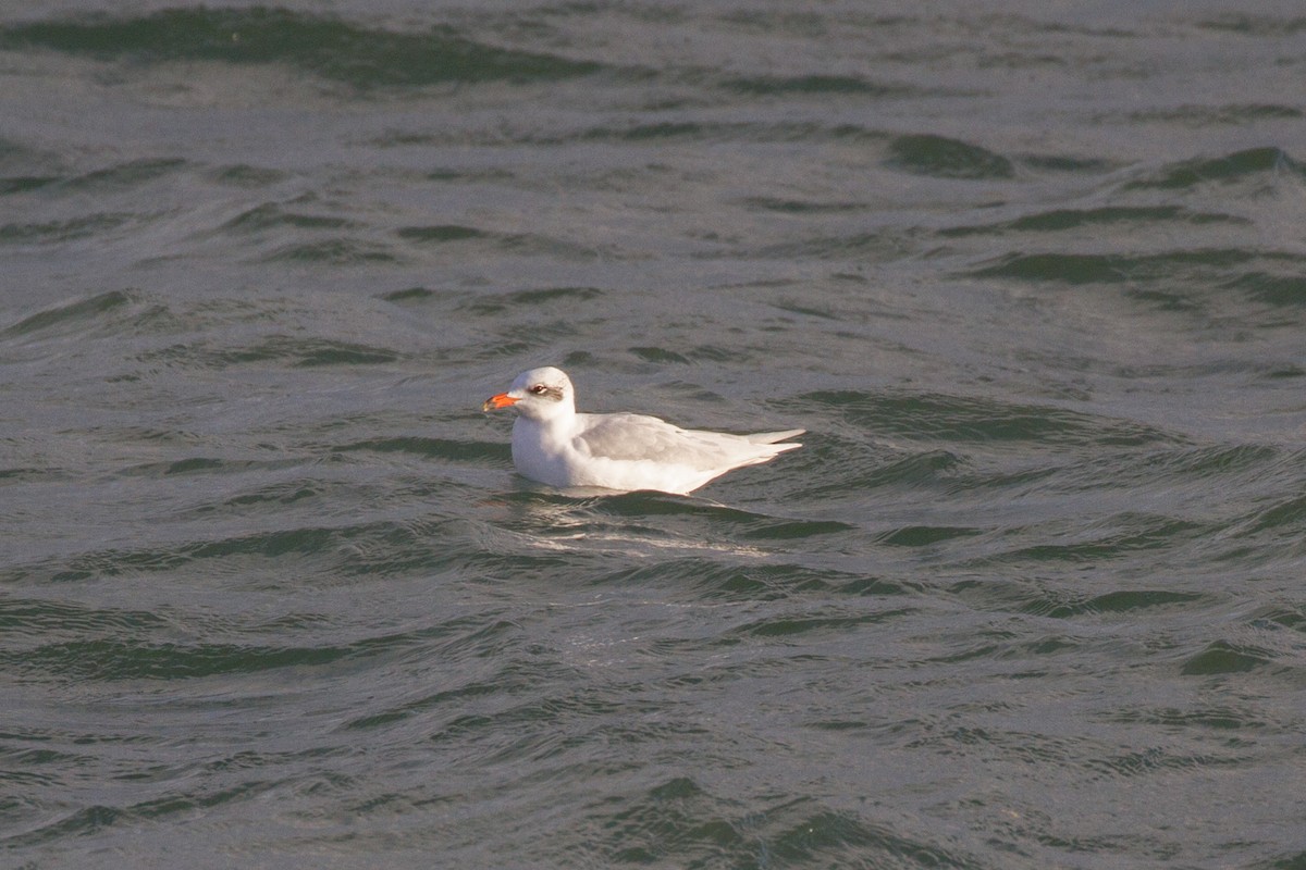 Gaviota Cabecinegra - ML611386968