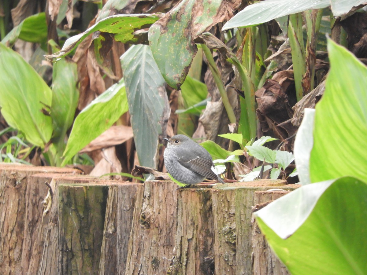 Plumbeous Redstart - ML611386974