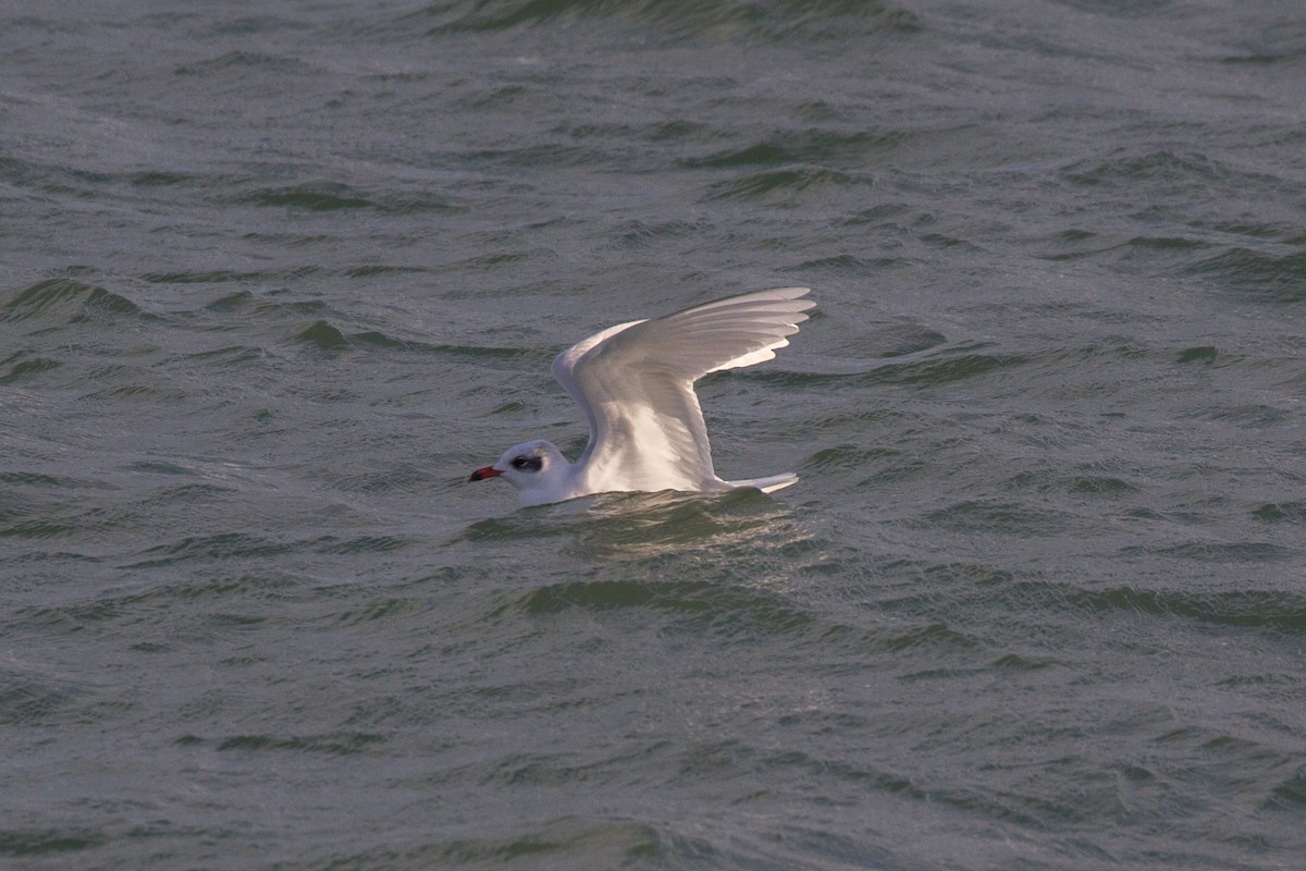 Mouette mélanocéphale - ML611387001