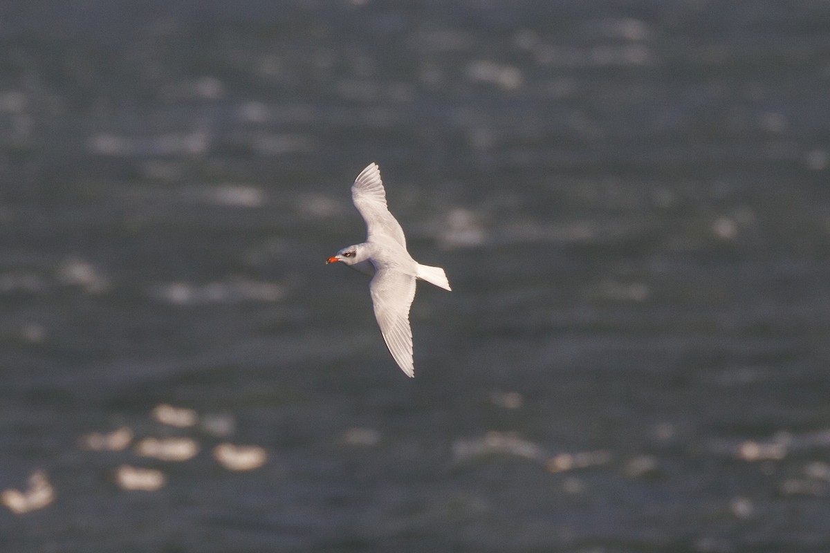 Gaviota Cabecinegra - ML611387018