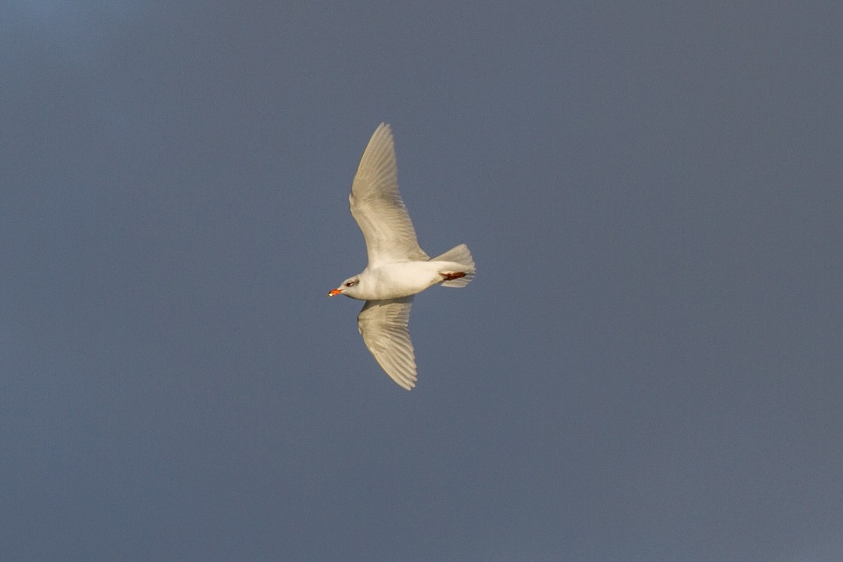 Gaviota Cabecinegra - ML611387040