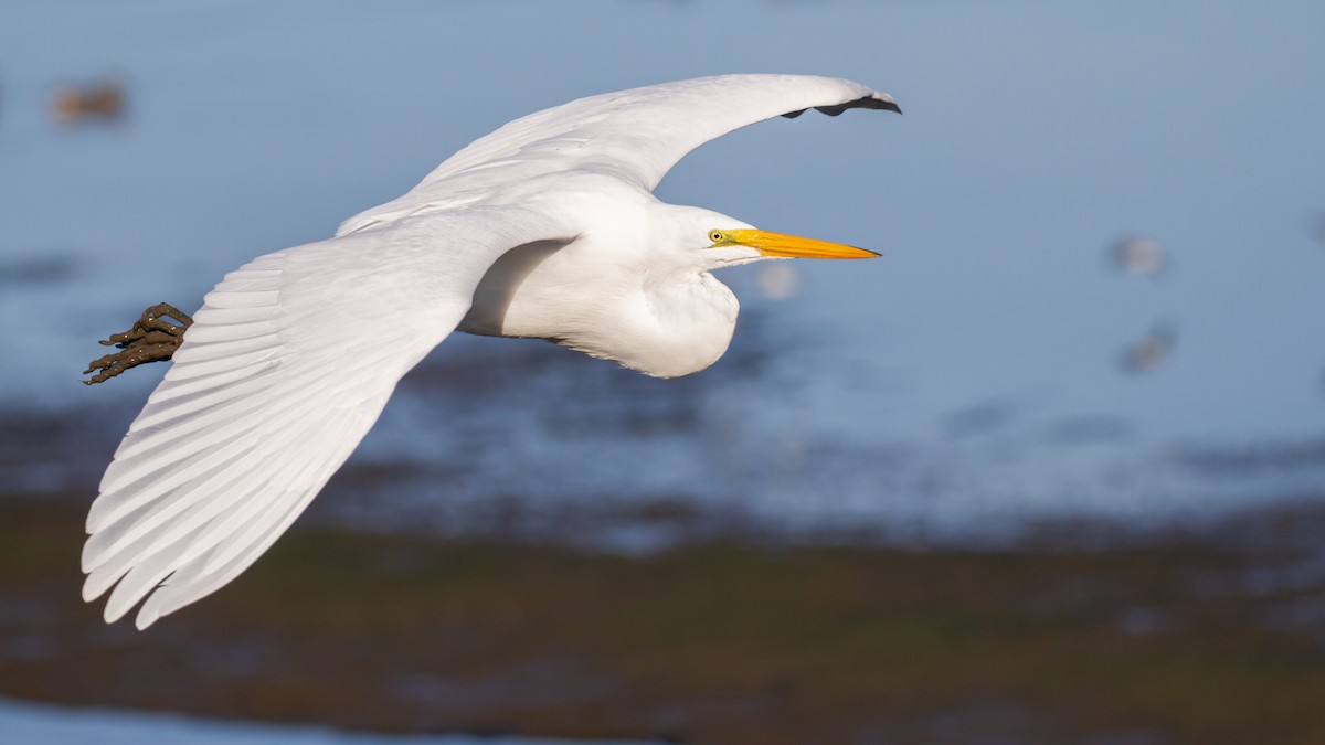 Great Egret - ML611387099