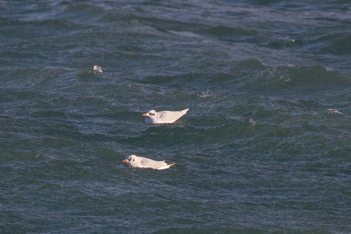 Mouette mélanocéphale - ML611387122