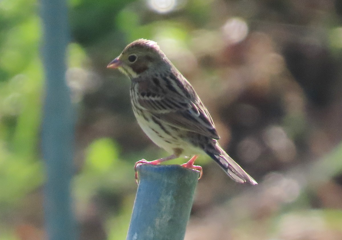 Chestnut-eared Bunting - Paul Aston