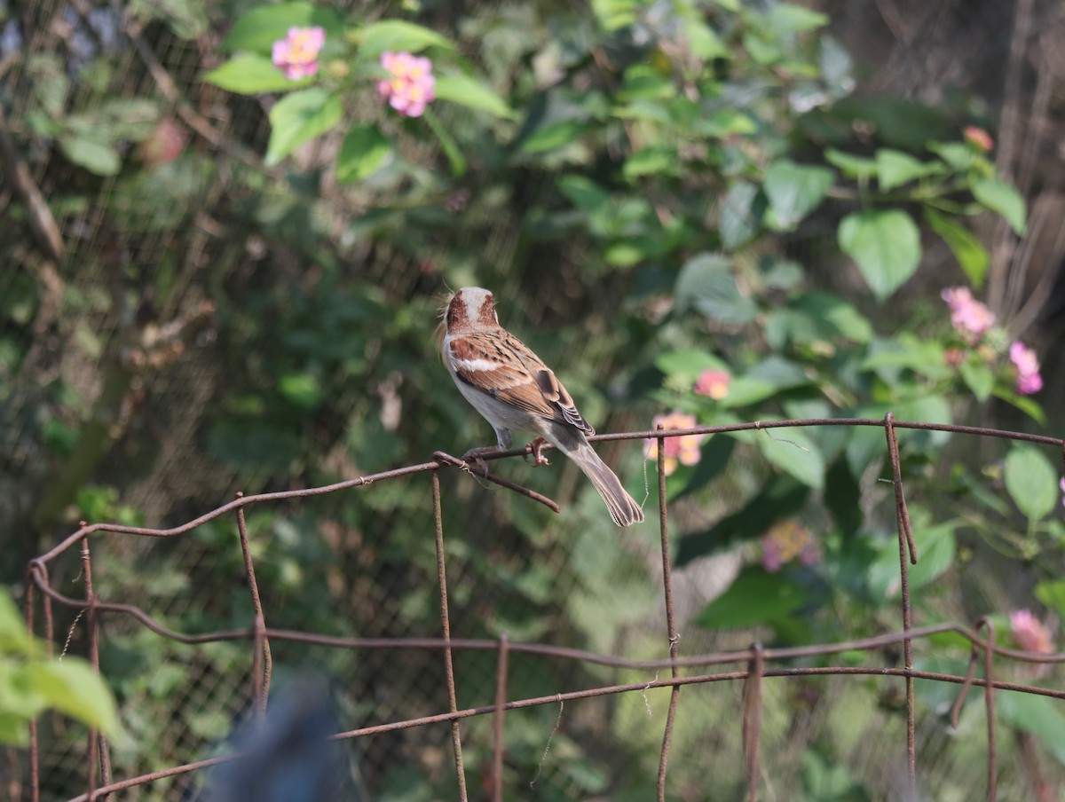 House Sparrow - KARTHIKEYAN R