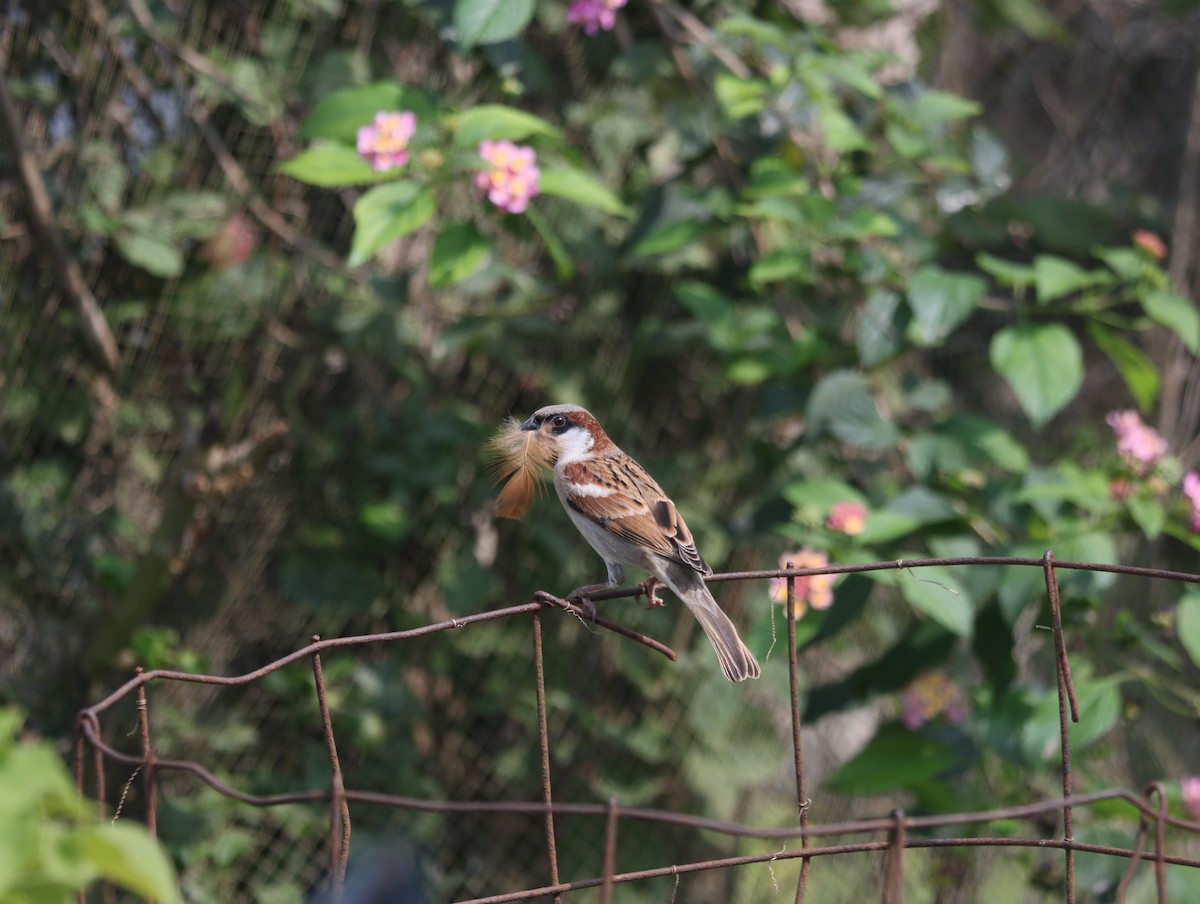 House Sparrow - KARTHIKEYAN R