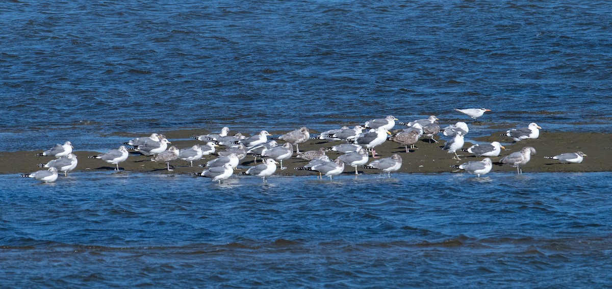 Western Gull - ML611387191