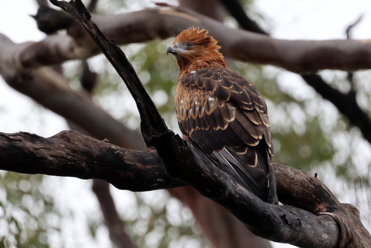 Square-tailed Kite - ML611387222