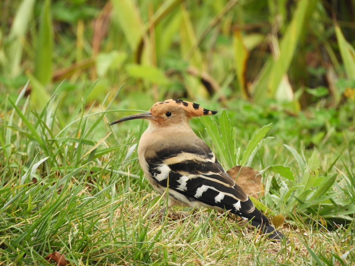 Eurasian Hoopoe - ML611387279