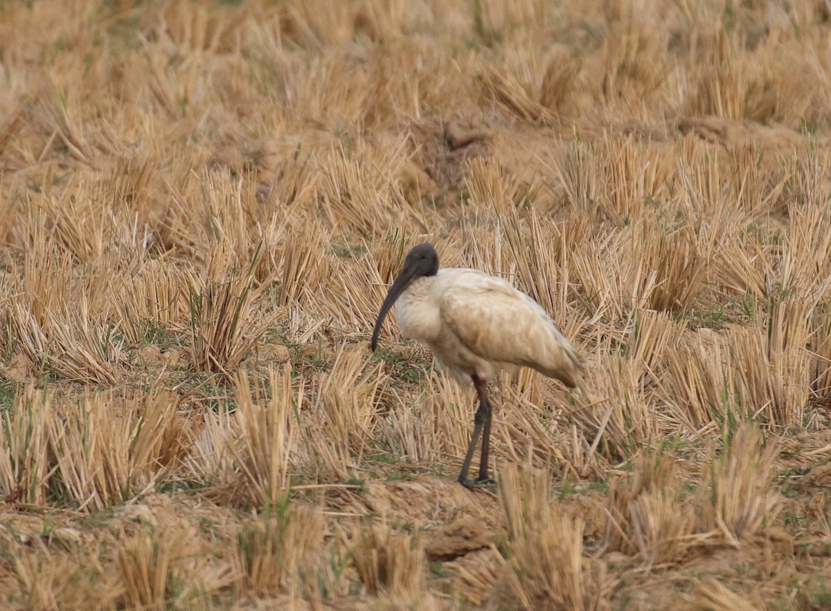 Black-headed Ibis - ML611387281