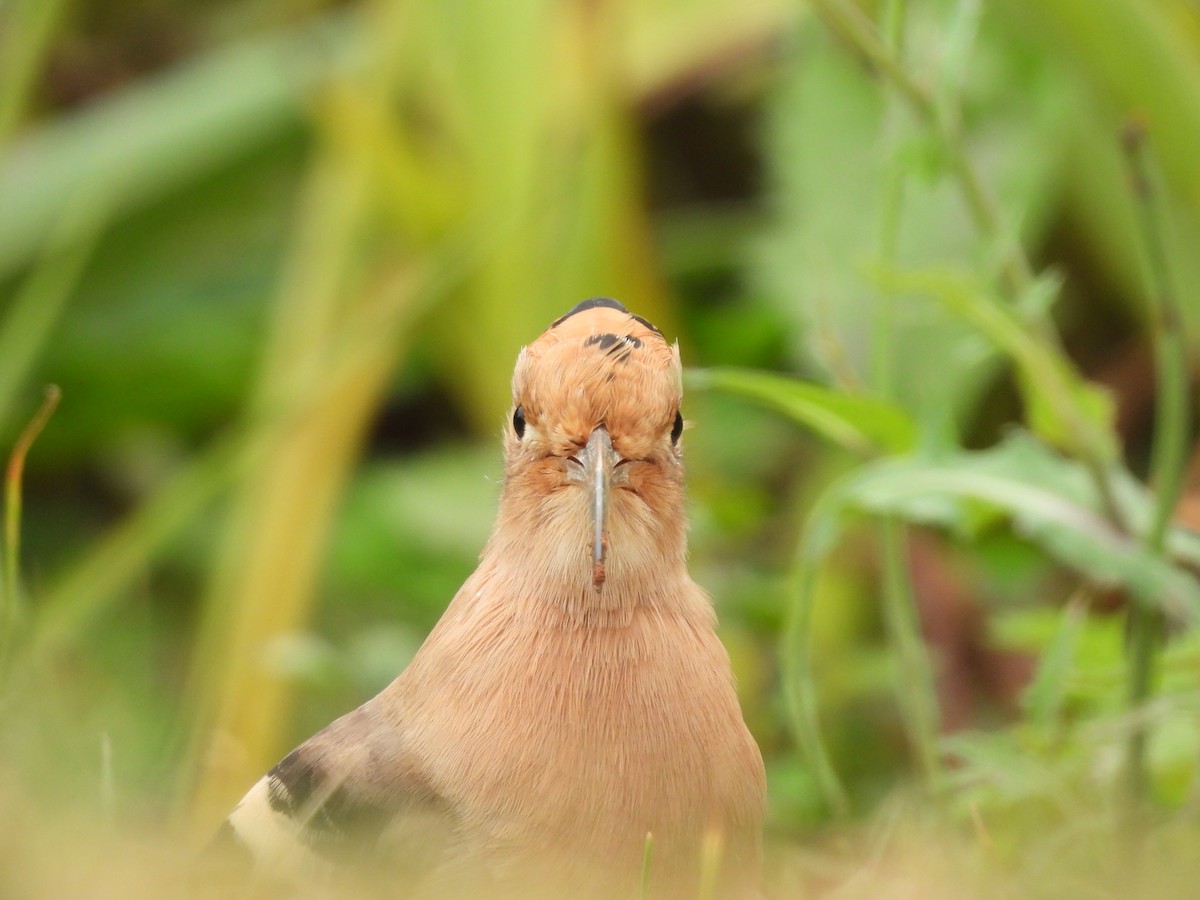 Eurasian Hoopoe - ML611387282