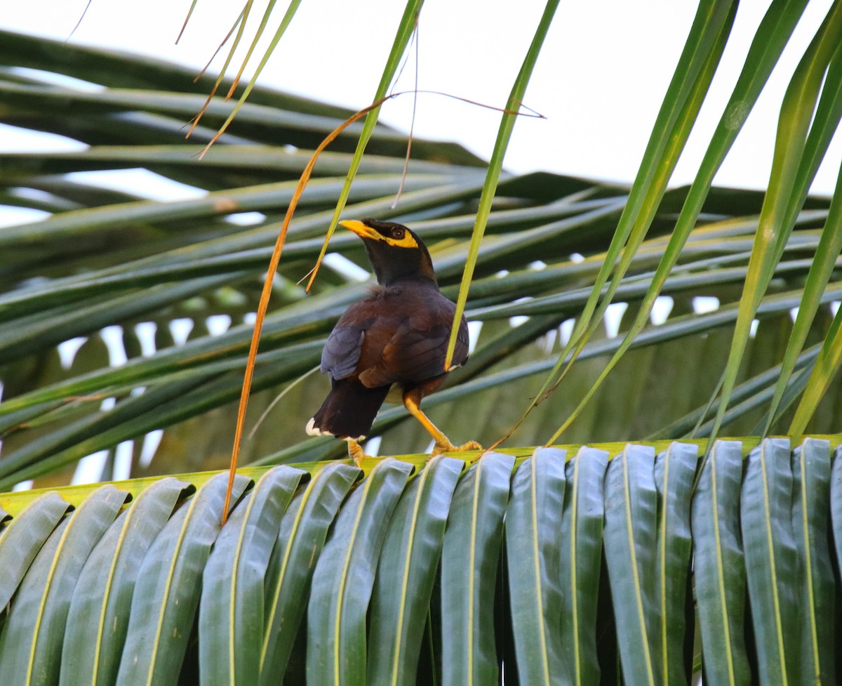 Common Myna - Bharani Dharan B