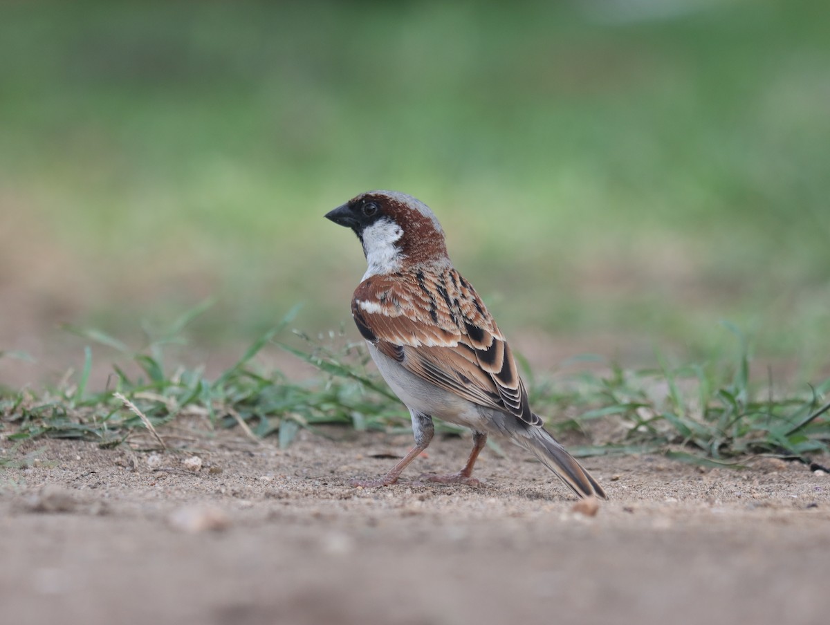 House Sparrow - KARTHIKEYAN R