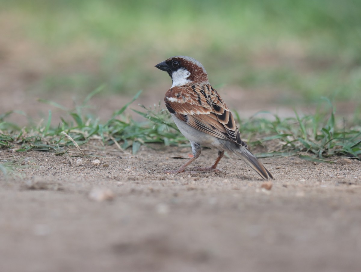 House Sparrow - ML611387340