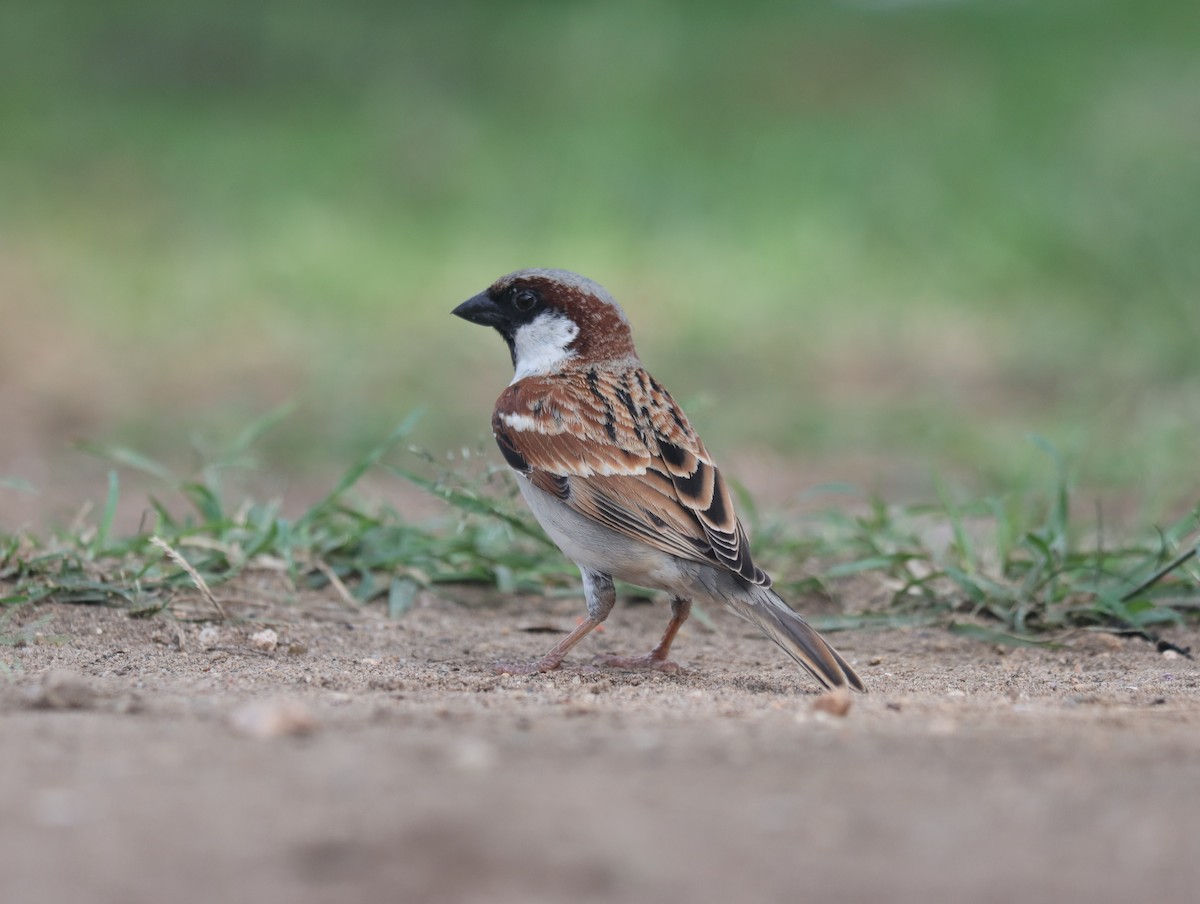 House Sparrow - KARTHIKEYAN R