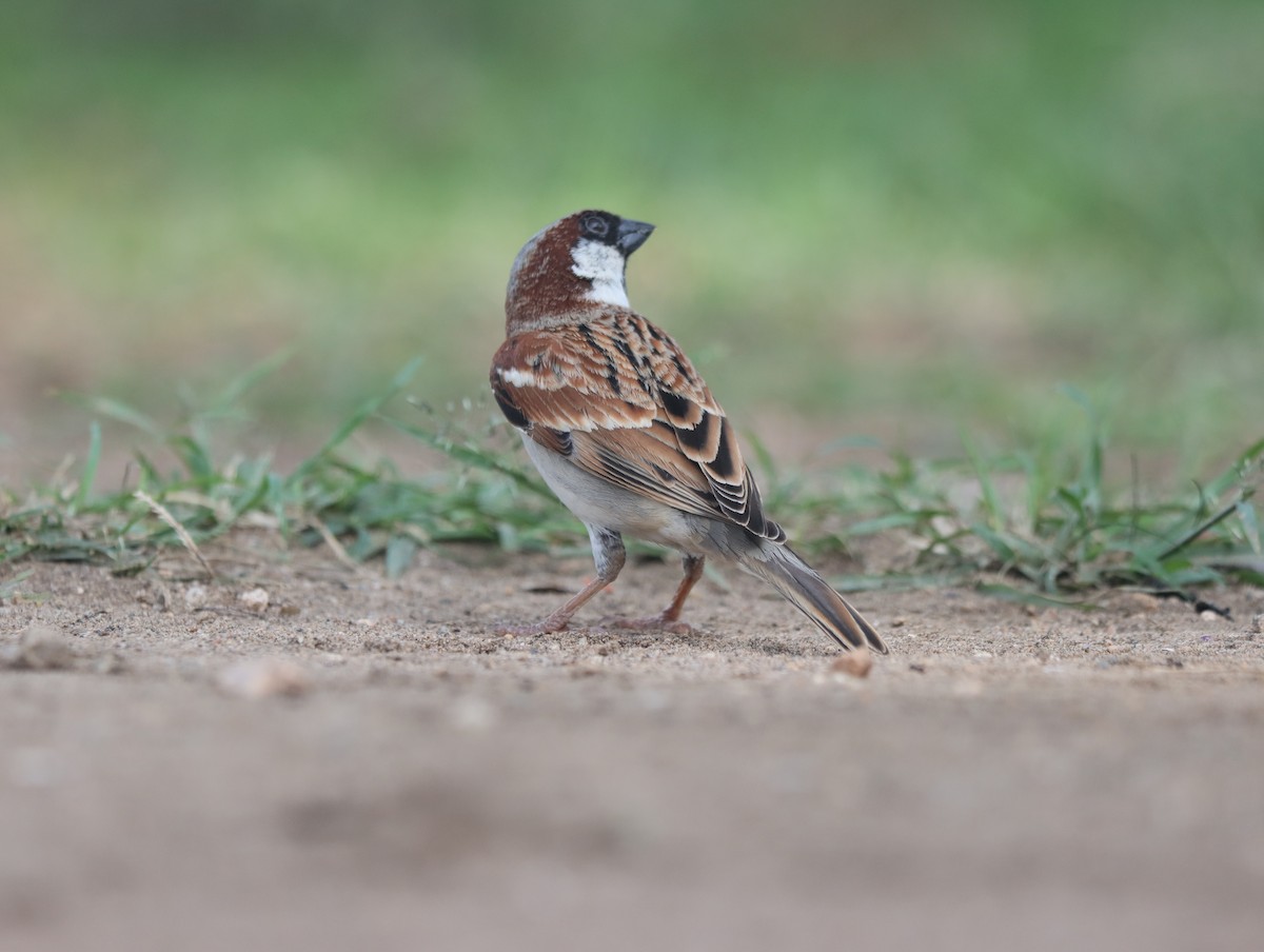 House Sparrow - ML611387343