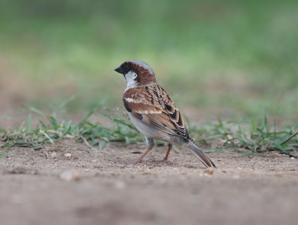 House Sparrow - KARTHIKEYAN R