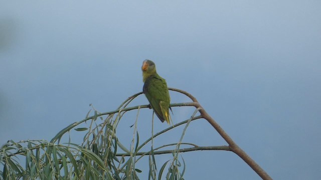 Himalaya Yeşil Papağanı - ML611387345