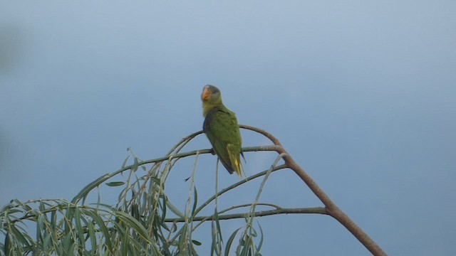 Slaty-headed Parakeet - ML611387345