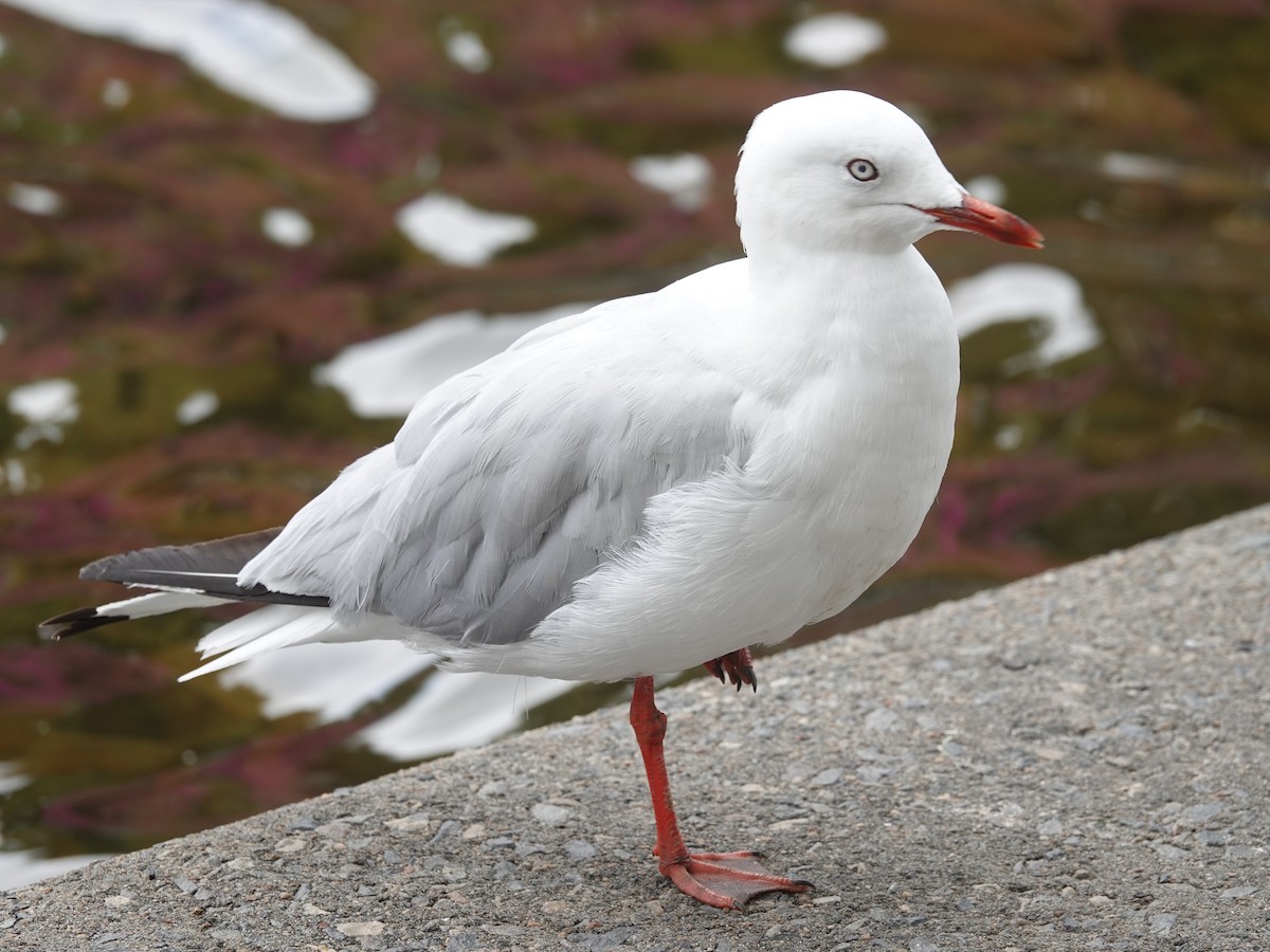 Mouette argentée - ML611387379