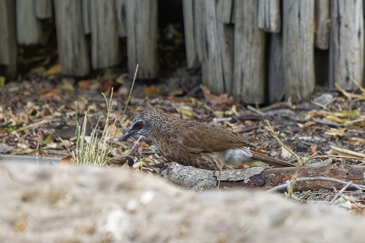 Hartlaub's Babbler - ML611387393