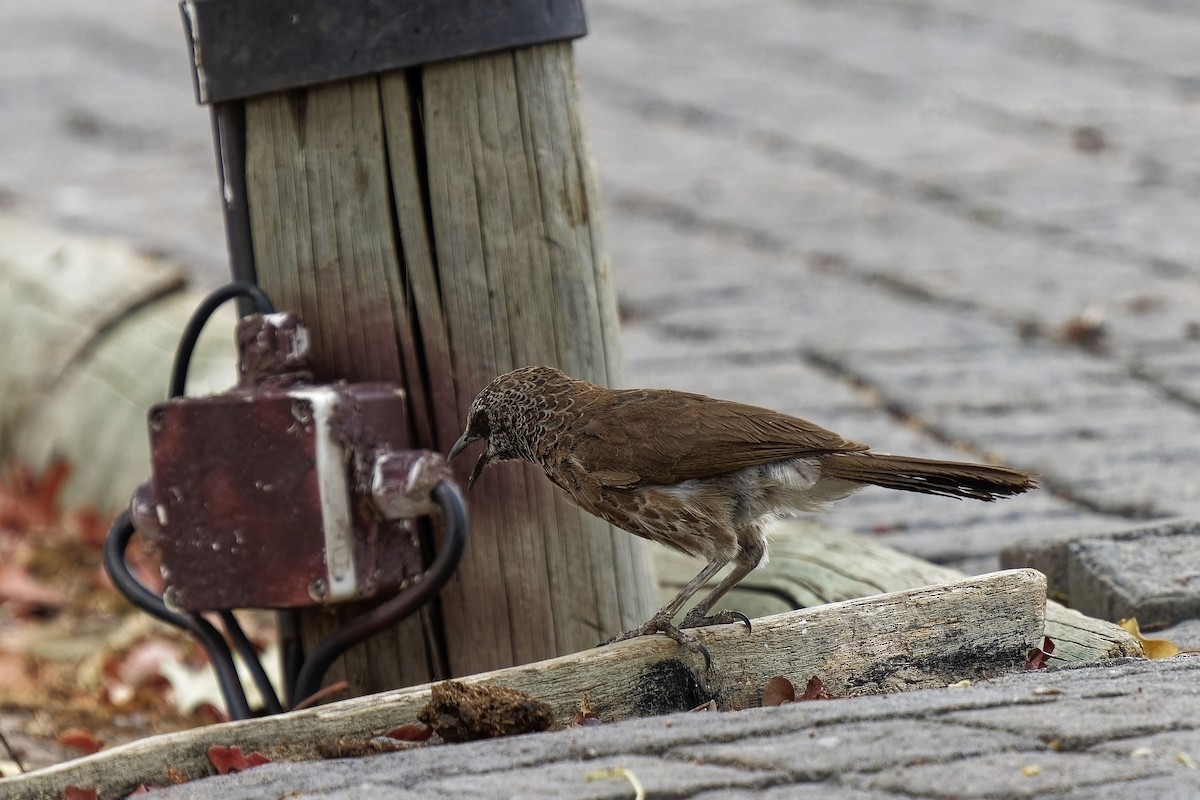 Hartlaub's Babbler - ML611387394