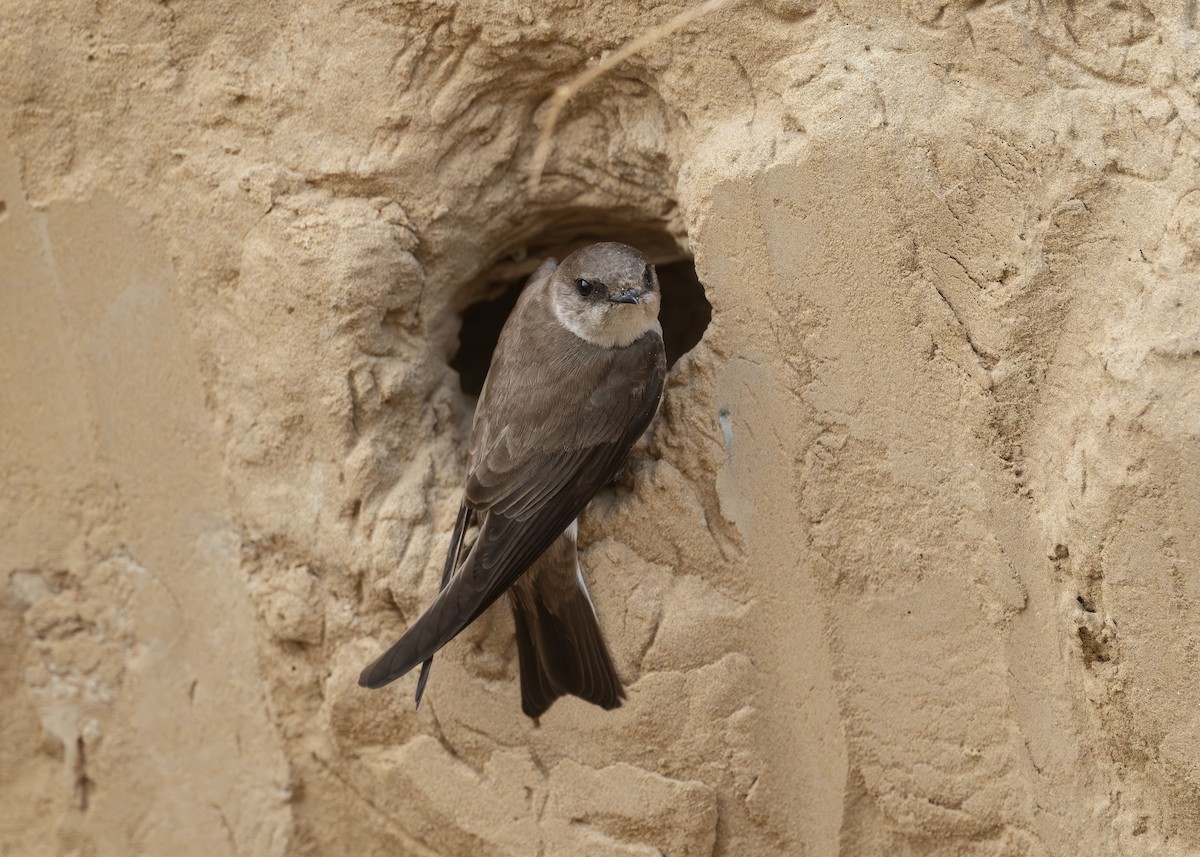 Bank Swallow/Pale Martin - Arijit Banerjee