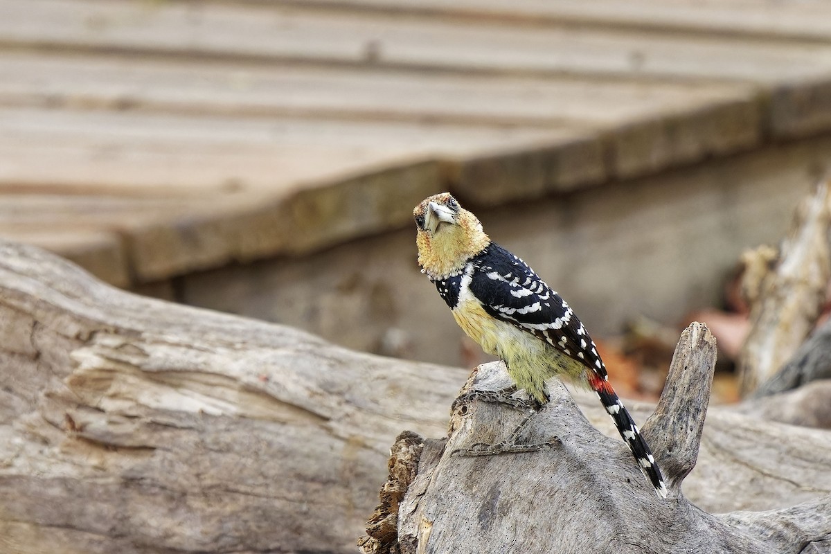 Crested Barbet - ML611387416