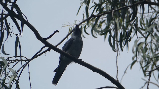 Oriental Cuckooshrike - ML611387436