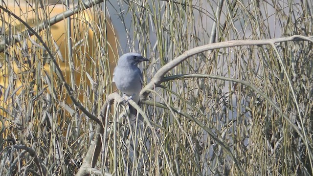 Large Cuckooshrike - ML611387448