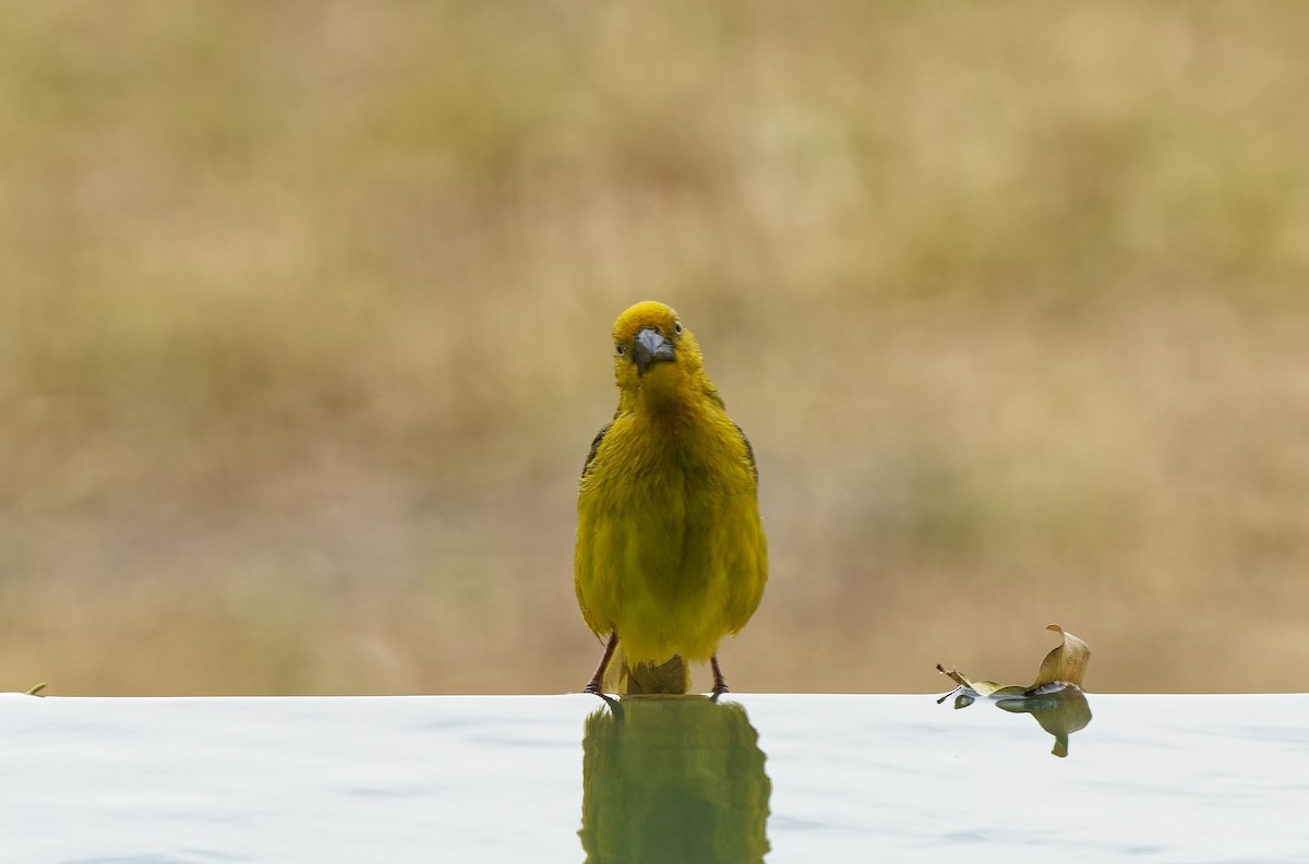 Holub's Golden-Weaver - ML611387449