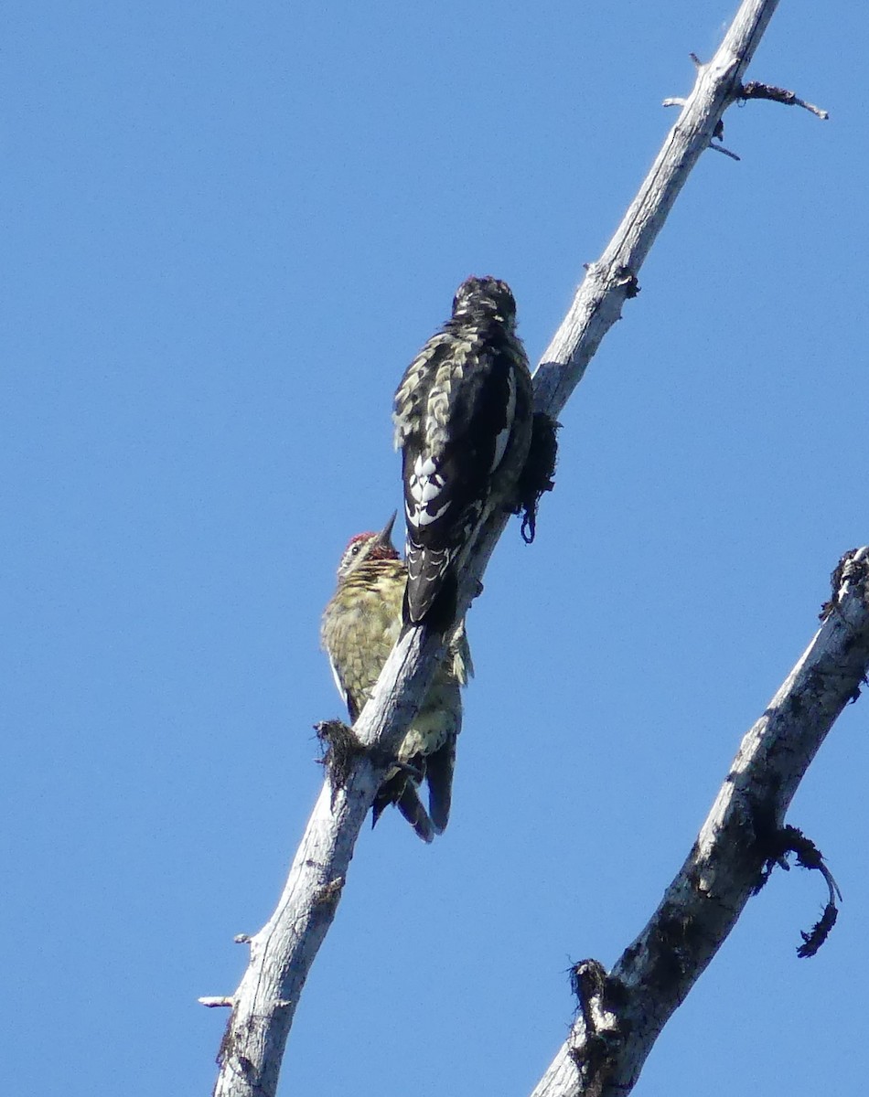 Red-naped Sapsucker - ML611387459