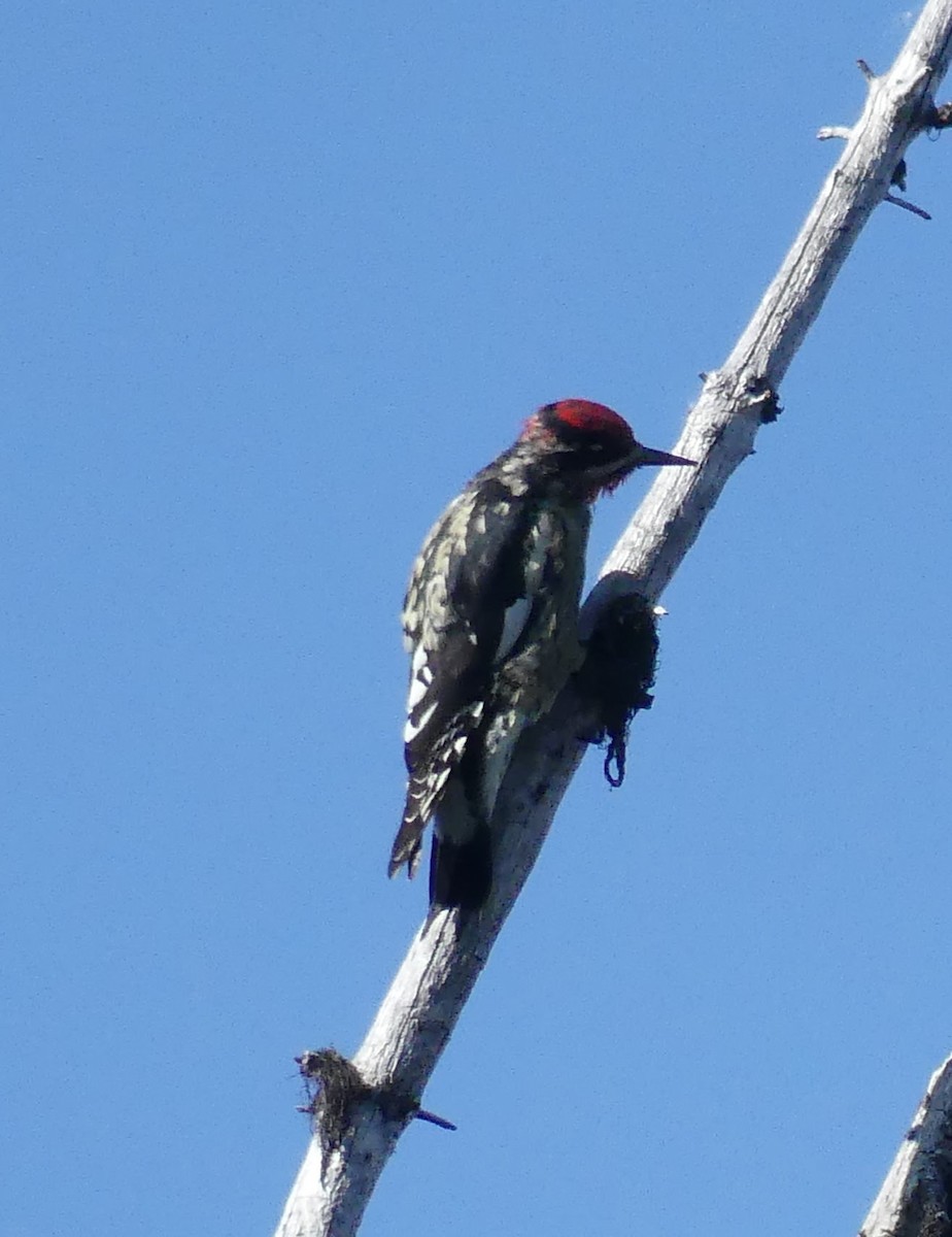 Red-naped Sapsucker - ML611387460