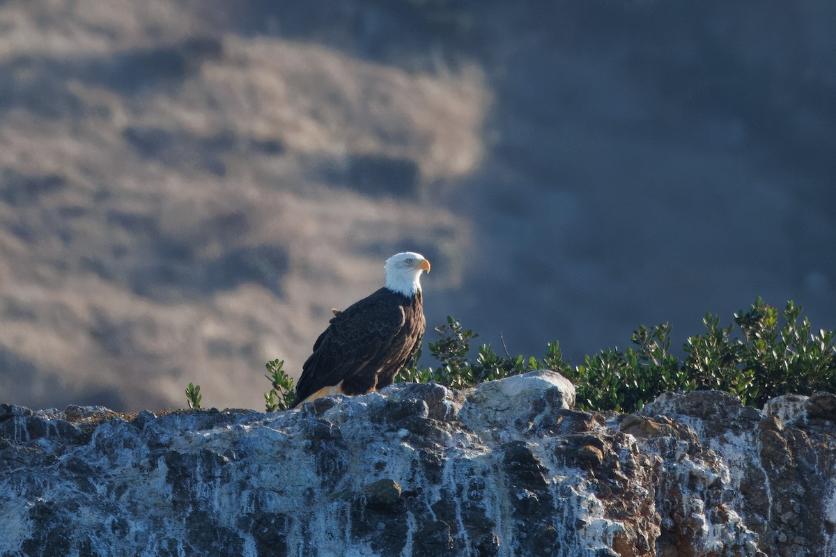 Bald Eagle - ML611387508