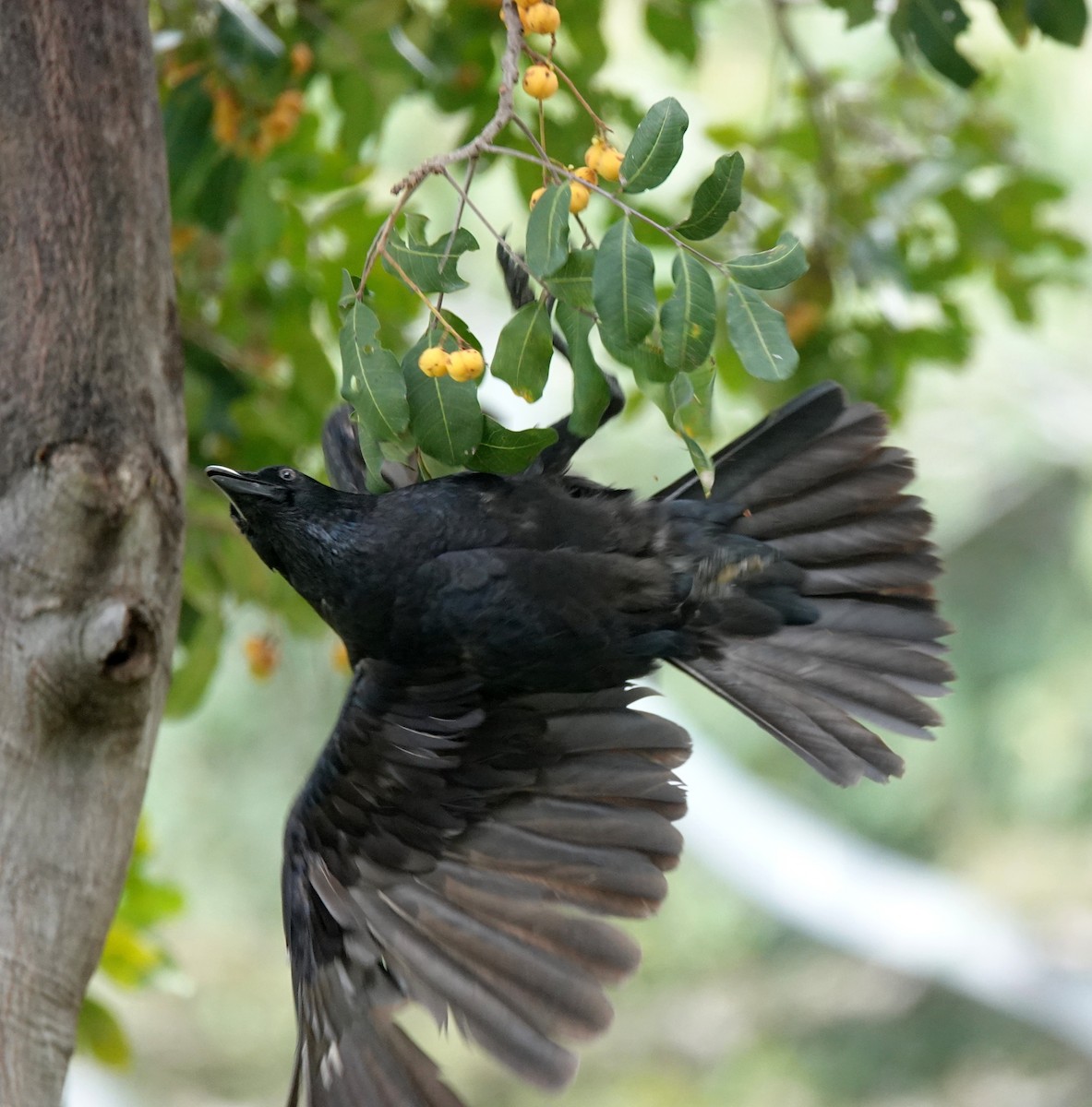 Corbeau de Torres - ML611387535