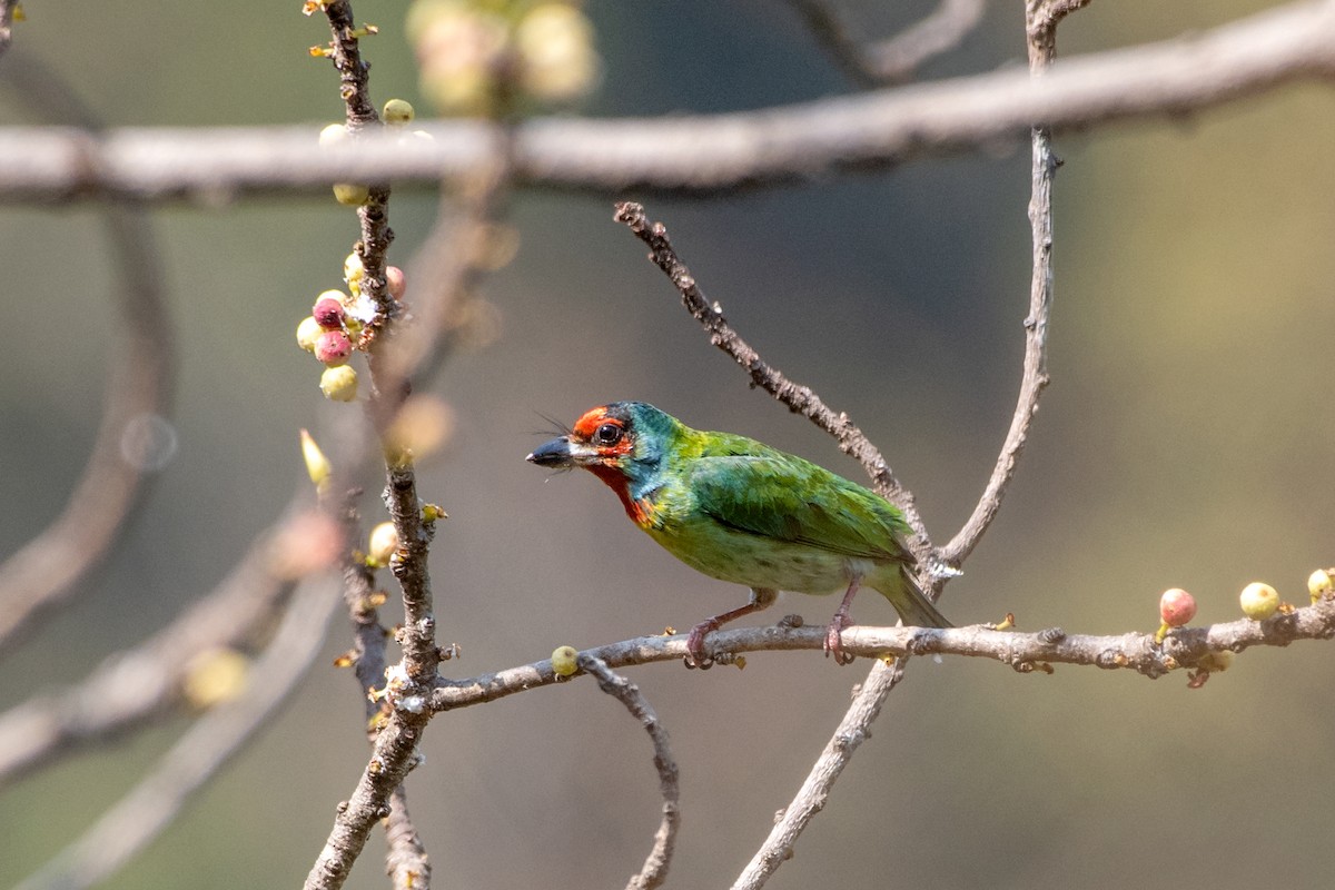 Malabar Barbet - ML611387543