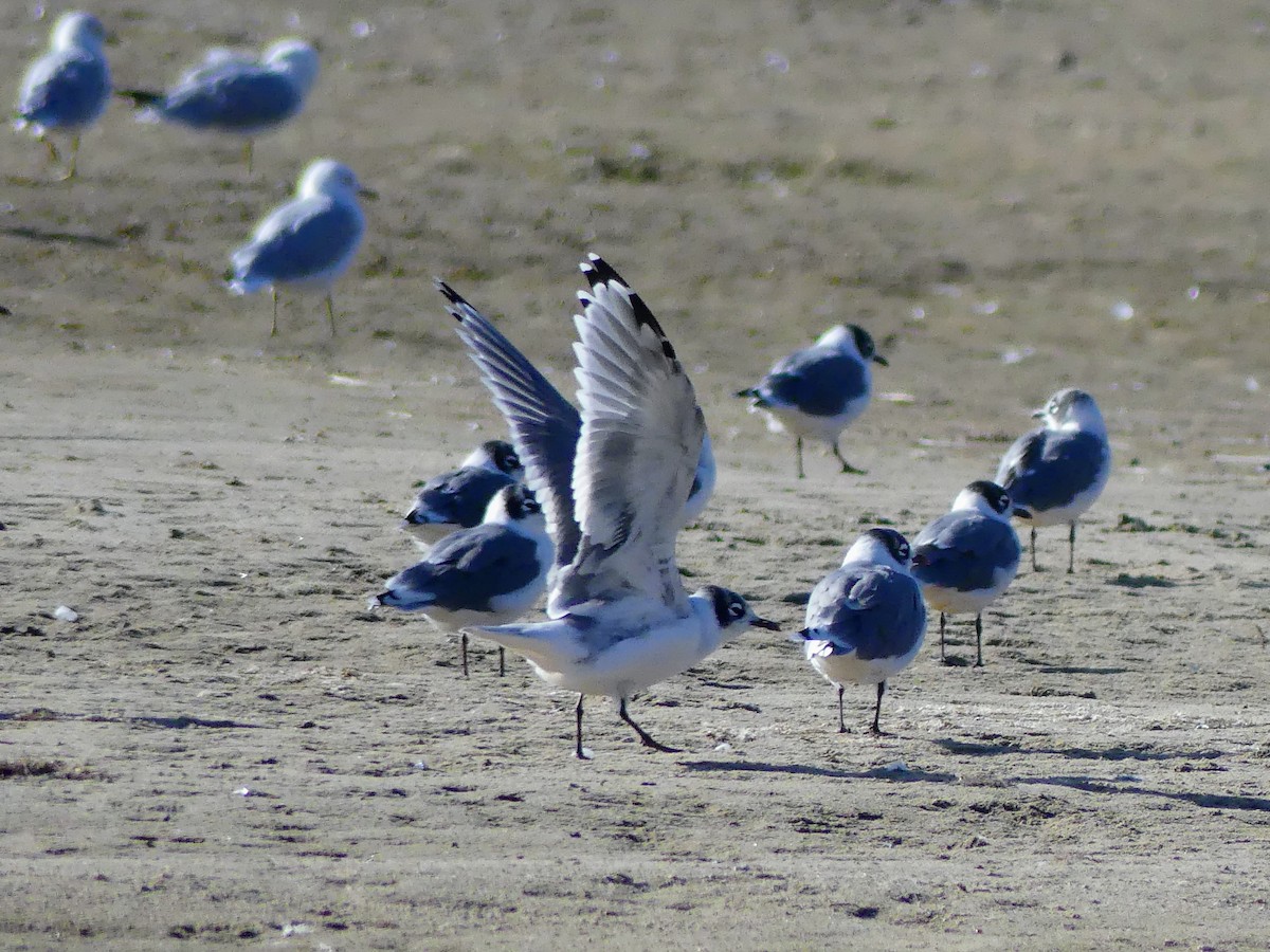 Franklin's Gull - Simone Littledale